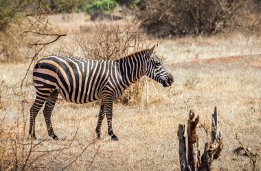 Kenya 'da Afrika Zebra