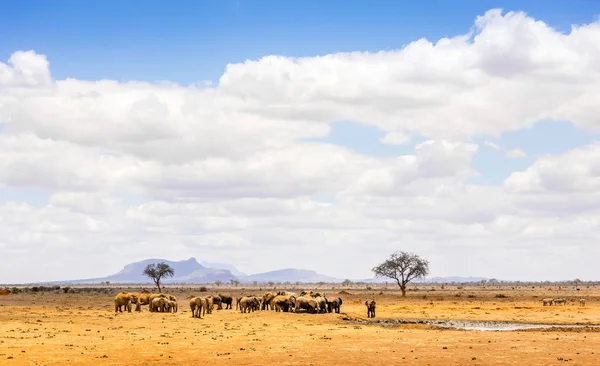 Elefantes africanos em Quênia — Fotografia de Stock