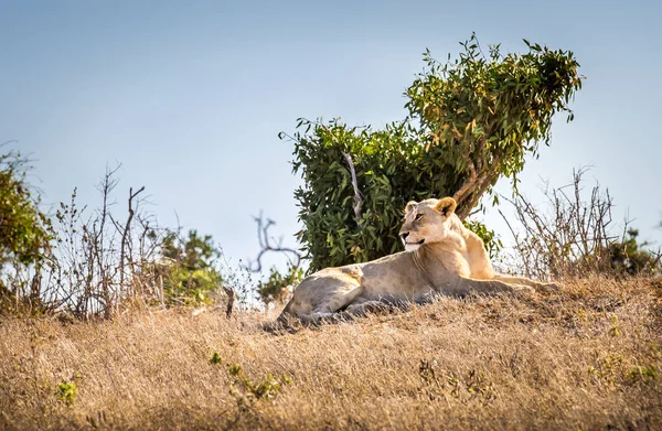 肯尼亚的非洲母狮 — 图库照片