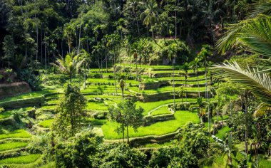 pirinç terasları, bali