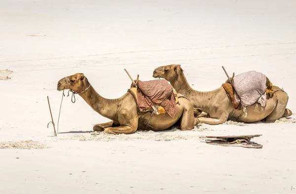 Chameaux sur la plage de Diani, Kenya — Photo