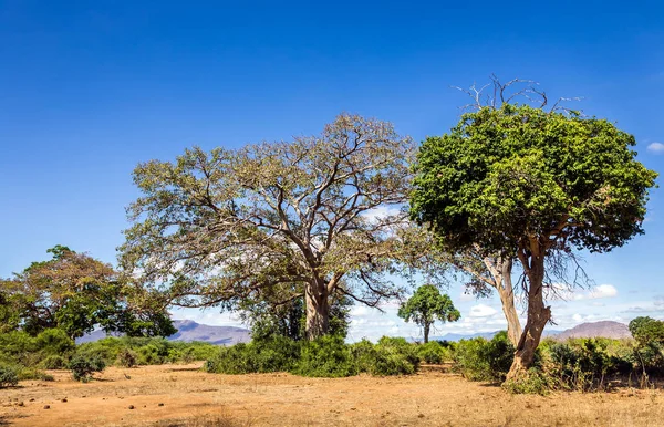 Savannah plains landscape in Kenya — Stock Photo, Image