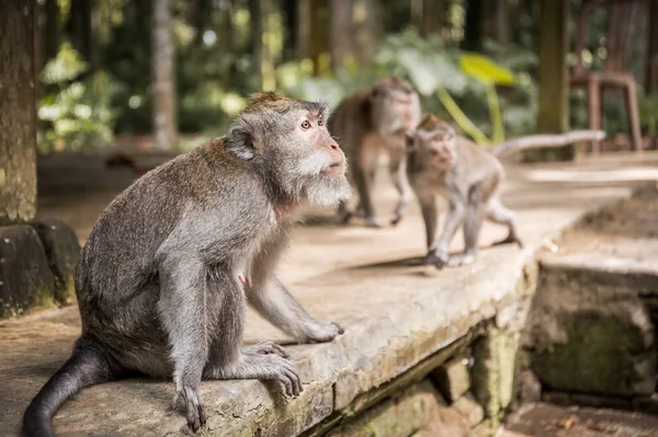 Macaco de cola larga en la isla de Bali — Foto de Stock