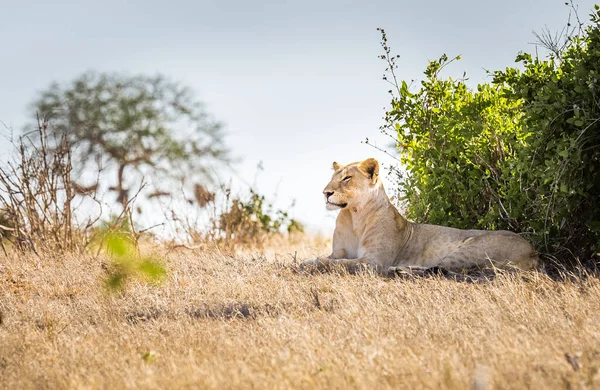 Kenya'da Afrika dişi aslan — Stok fotoğraf