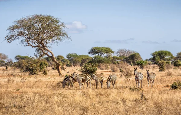 Africká zebry v Keni — Stock fotografie