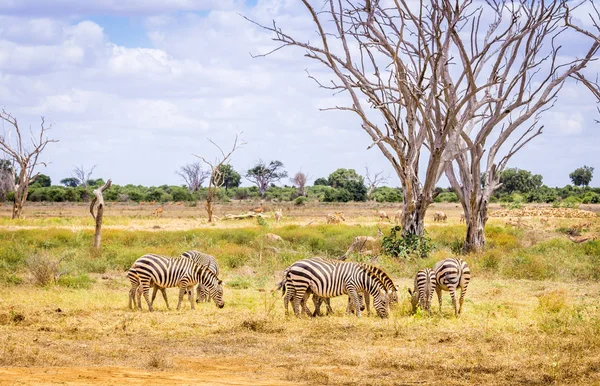 Afrikaanse zebra's in Kenia — Stockfoto