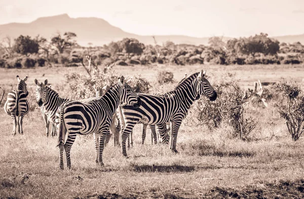 Afrikaanse zebra's in Kenia — Stockfoto