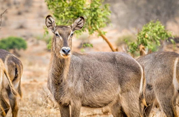 Afrikanische Impala in Kenia — Stockfoto