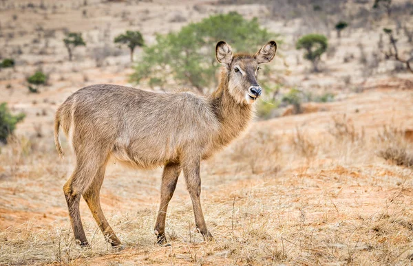 Impala africana no Quênia — Fotografia de Stock