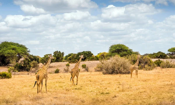 African giraffe in Kenya — Stock Photo, Image