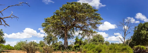 Savannah pianura paesaggio in Kenya — Foto Stock