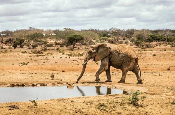 Elefante africano en Kenia —  Fotos de Stock
