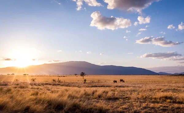 Solnedgång vid savannslätter Royaltyfria Stockfoton
