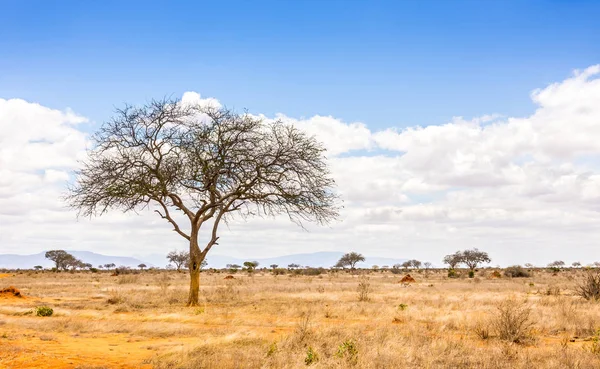 Paysage Unique Des Plaines De Savane Avec Acacia Au Kenya Environnement Jaune Stock Photo Paysage Unique Des Plaines De Savane Avec Acacia Au Kenya Environnement Jaune Stock Photo