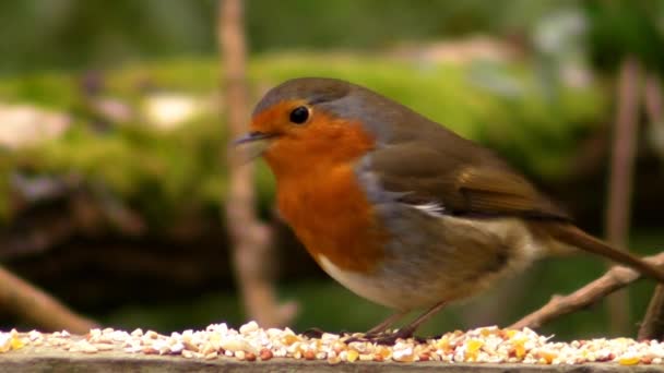 Pequeño lindo loro pájaro naranja minúsculo sentado en rama de árbol verde comer semillas observar la naturaleza salvaje en increíble vista de cerca — Vídeo de stock