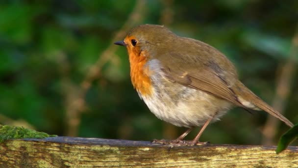 Kleiner niedlicher kleiner orangefarbener Vogel Papagei sitzt auf grünem Ast und beobachtet die wilde Natur in majestätischer Großaufnahme — Stockvideo