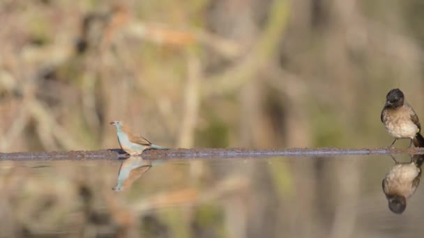 Вражаючий стійкий низький кут розмитого крупним планом вид на маленьких птахів, що п'ють воду з дзеркальної поверхневої водної калюжі — стокове відео