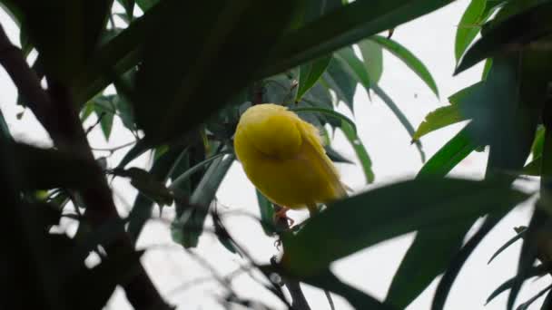 Neuvěřitelná blízká 4k výstřelka malého tropického žlutého ptáčka, sedící na zeleném větvi, čištění křídel divoká příroda