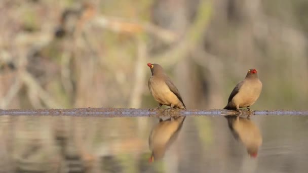 Spectaculaire gestage lage hoek vervaagde close-up op kleine vogeltjes drinkwater uit spiegel oppervlaktewater Plas — Stockvideo