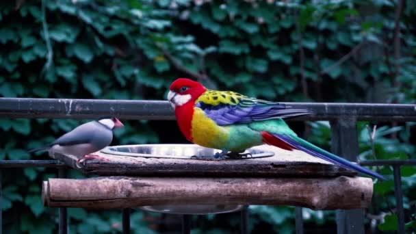 Fascinating close up 4k view on rainbow colorful tropical birds parrots feeding drinking in wild nature environment — Stock Video