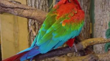 Harika zarif neo tropikal macaw cinsi renkli tüyleri ara papağan kuş yakın 4k çekim uzun dar kuyruk ile