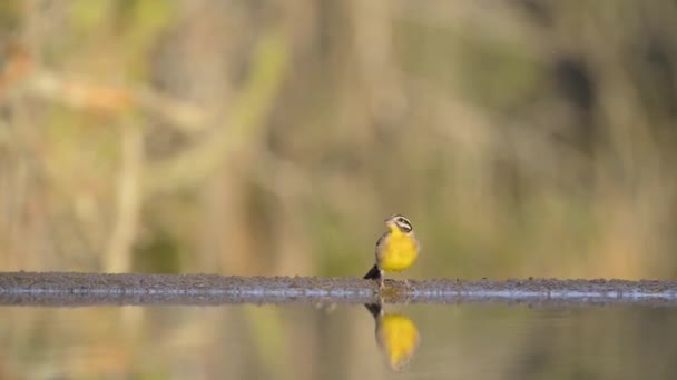 Amazing steady low angle blurred close up view on small little bird drinking water from mirror surface water puddle — Stock Video