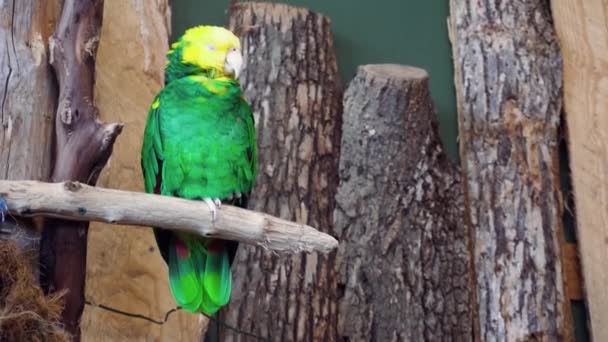 Wonderful close up 4k shot of small tropical green yellow bird parrot sitting on green tree branch sleeping wild nature — Stock Video