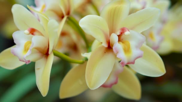 Faszinierende Nahsicht auf zarte leuchtend gelbe Blüten — Stockvideo