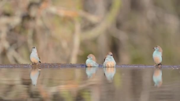 Magnífico ângulo baixo constante borrado vista de perto em pequenos pássaros bebendo água da poça de água da superfície do espelho — Vídeo de Stock