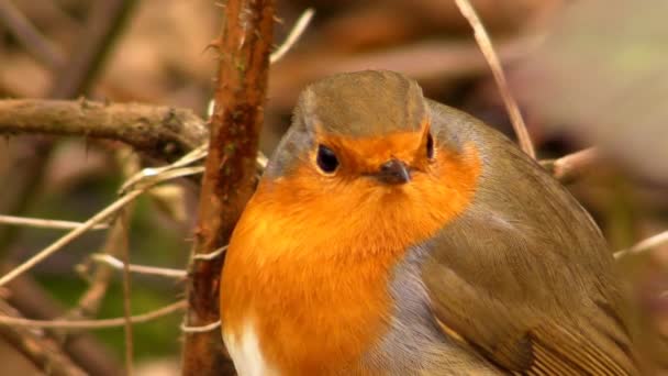 Pequeño lindo loro pájaro naranja minúsculo sentado en rama de árbol verde observando la naturaleza salvaje en hermosa vista de cerca — Vídeo de stock