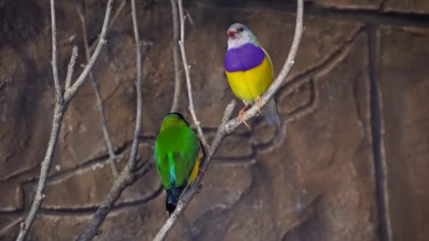 Amazing close up 4k view on rainbow colorful tropical birds parrots sitting on tree branch talking in wild nature — Stock Footage Amazing close up 4k view on rainbow colorful tropical birds parrots sitting on tree branch talking in wild nature Royalty Free Stock Video