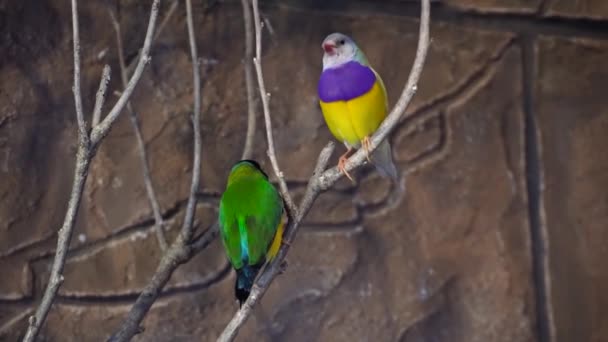 Verbazingwekkende close-up 4k-weergave op regenboog kleurrijke tropische vogels papegaaien zittend op boomtak praten in de wilde natuur — Stockvideo