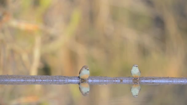Incredible steady low angle blurred close up view on small little birds drinking water from mirror surface water puddle — Stock Video