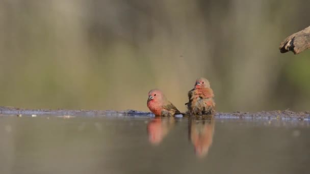 Відмінний стійкий низький кут розмивання крупним планом на маленьких птахів, що п'ють воду з дзеркальної поверхневої водної калюжі — стокове відео