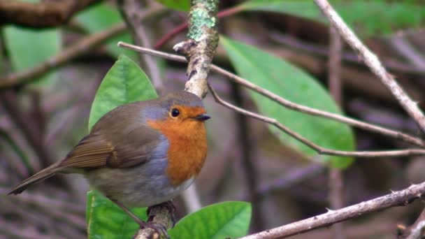 Kleiner niedlicher kleiner orangefarbener Vogel Papagei sitzt auf grünem Ast und beobachtet die wilde Natur in herrlicher Großaufnahme — Stockvideo