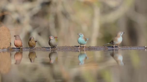 Glorioso ángulo bajo constante borrosa vista de cerca en pequeños pajaritos beber agua del charco de agua superficial espejo — Vídeos de Stock