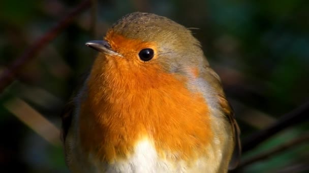 Kleine Schattige Kleine Oranje Vogel Papegaai Zittend Groene Boomtak Observeren — Stockvideo