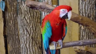 Güzel zarif neo tropikal macaw cinsi renkli tüyleri ara papağan kuş yakın 4k çekim uzun dar kuyruk ile