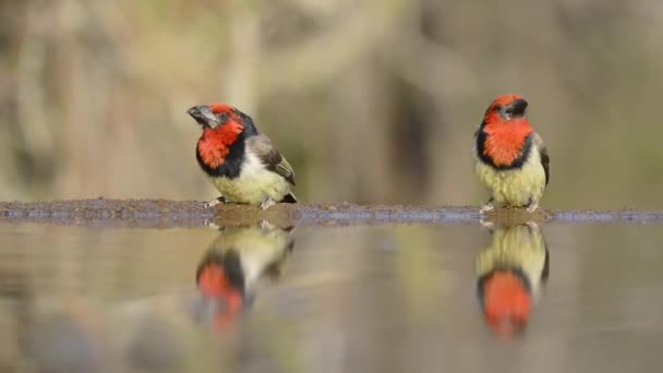 Prachtige Gestage Lage Hoek Wazig Close Kleine Vogeltjes Drinkwater Uit — Stockvideo