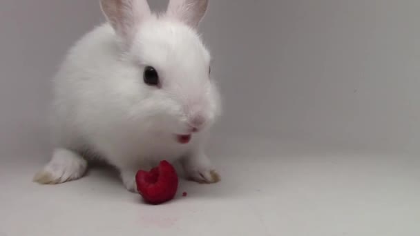 Incredible Close View Fluffy White Cute Rabbit Tiny Little Bunny