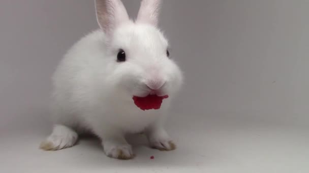 Pet Rabbit Rabbit Funny Videos Funny Little Rabbit Eating Carrot