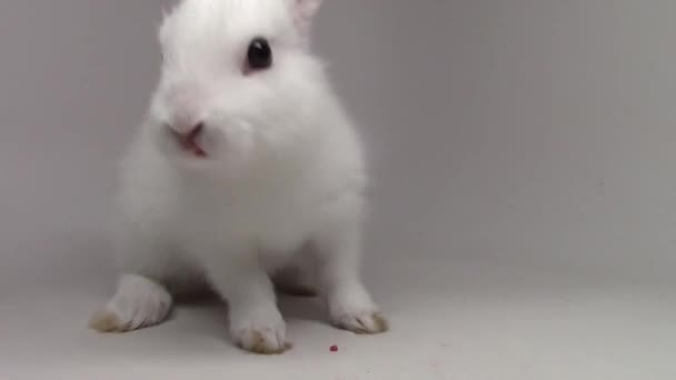 小小兔子惊人的蓬松白色可爱的兔子吃草莓在白色背景特写视图 — 图库视频影像