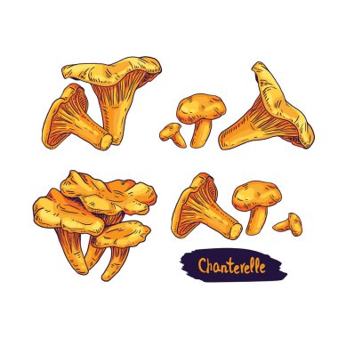 Chanterelle mantar el vektör illüstrasyon çizilmiş. Beyaz arka planda izole edilmiş eskiz gıda çizimi.