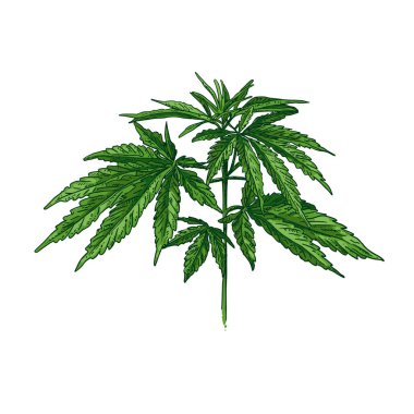 Elle çizilmiş renkli kenevir bitkisi. Marihuana dalının izole edilmiş çizimi. Vektör çizimi.