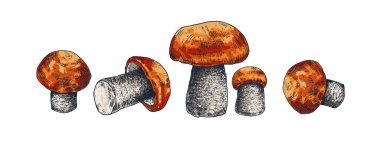 Aspen mantar renkli el çizilmiş vektör illüstrasyon. Beyaz arka plan üzerinde izole çizim kırmızı boletus çizim.