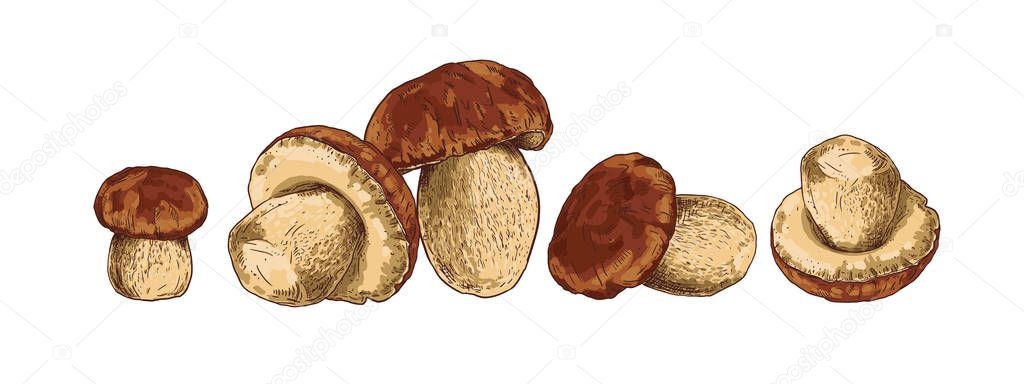Mushroom boletus hand drawn vector illustration. Sketch food drawing on a white background.