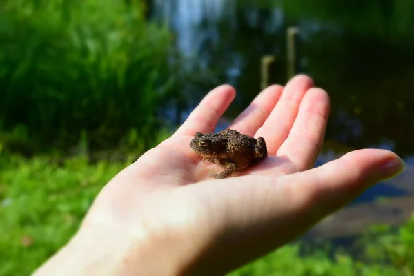 Little toad (Latin Bufonidae)in his hand, free space for text, on the background of the river.