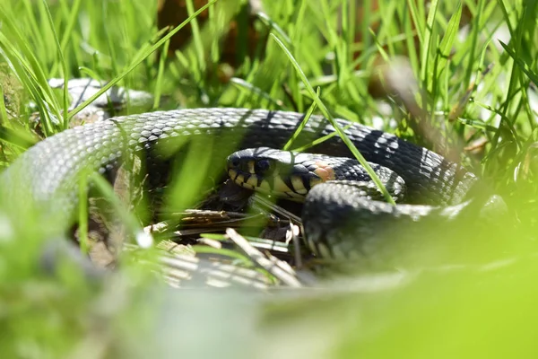 Natrix Serpent Noir Déjà Sur Fond Vert Dans Forêt — Photo