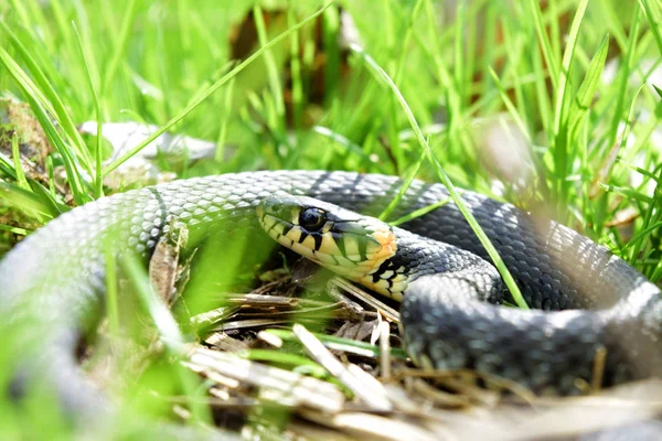 Snake Natrix Green Grass Sunny Day — Stock Photo, Image