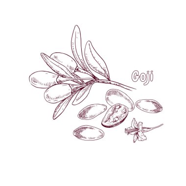 El, dalına parlak kurt üzümü çizmiş. Beyaz arkaplanda izole edilmiş geçmişe dönük illüstrasyon.